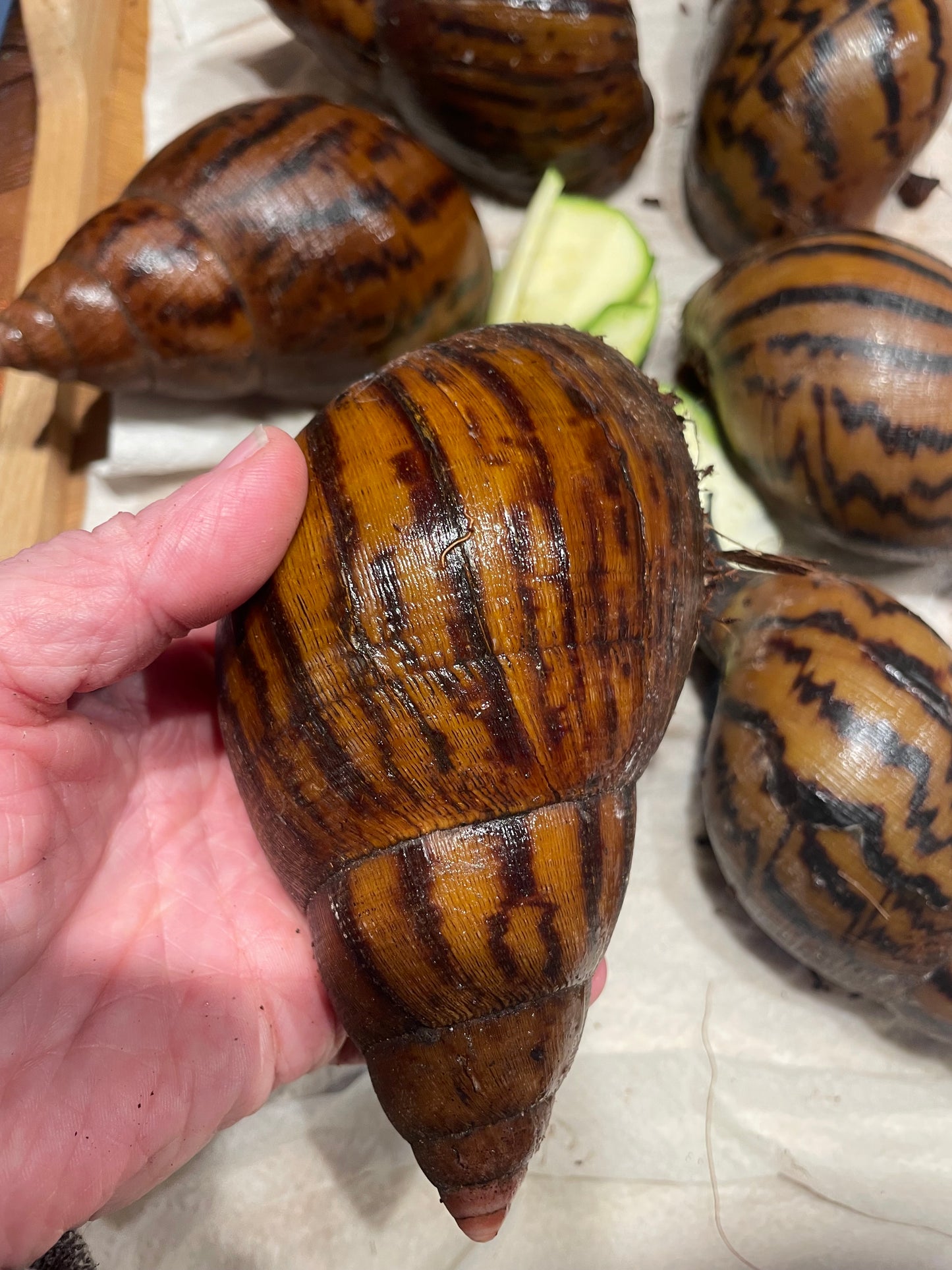 Achatina achatina "gana gana"