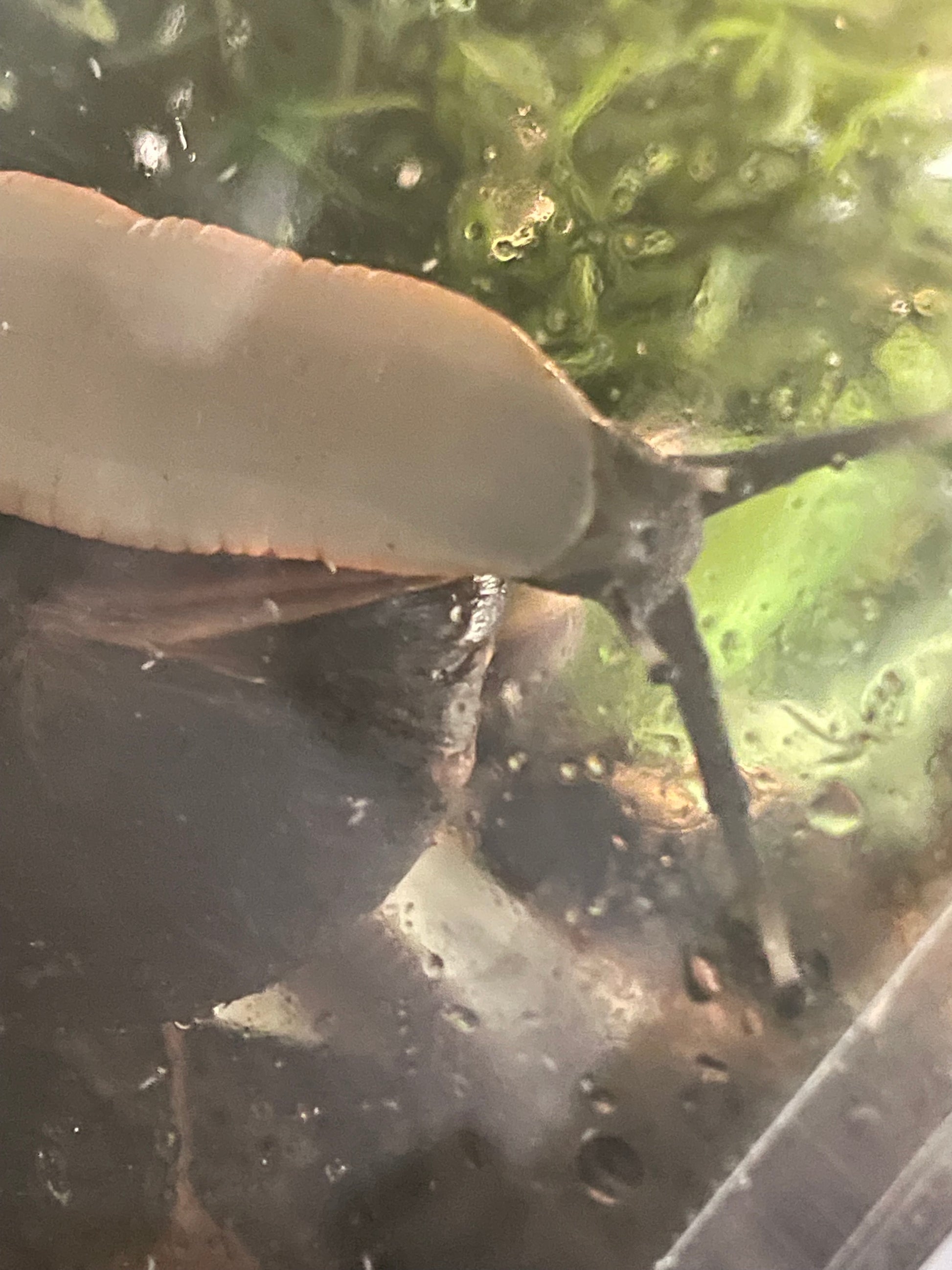 caracolus excellens