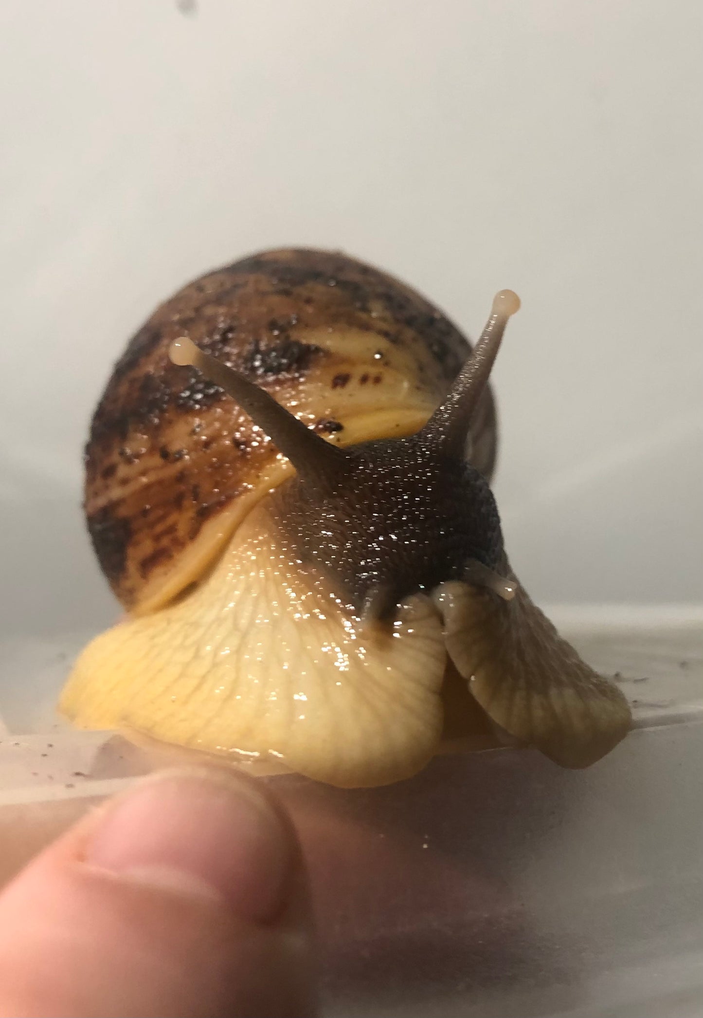 lissachatina Reticulata black head