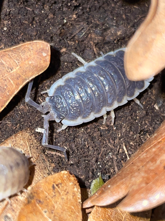Porcellio Hoffmanseggi