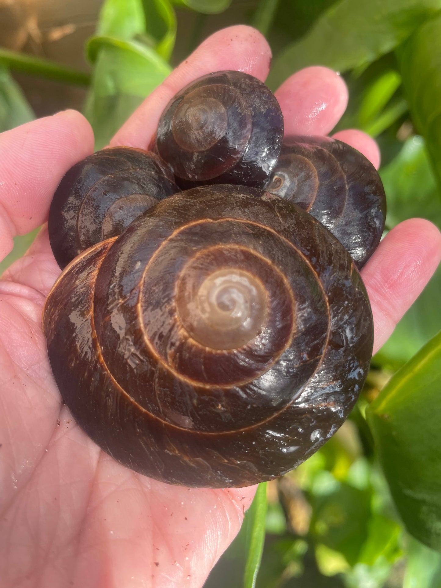Caracolus excellens Républicaine Dominicaine