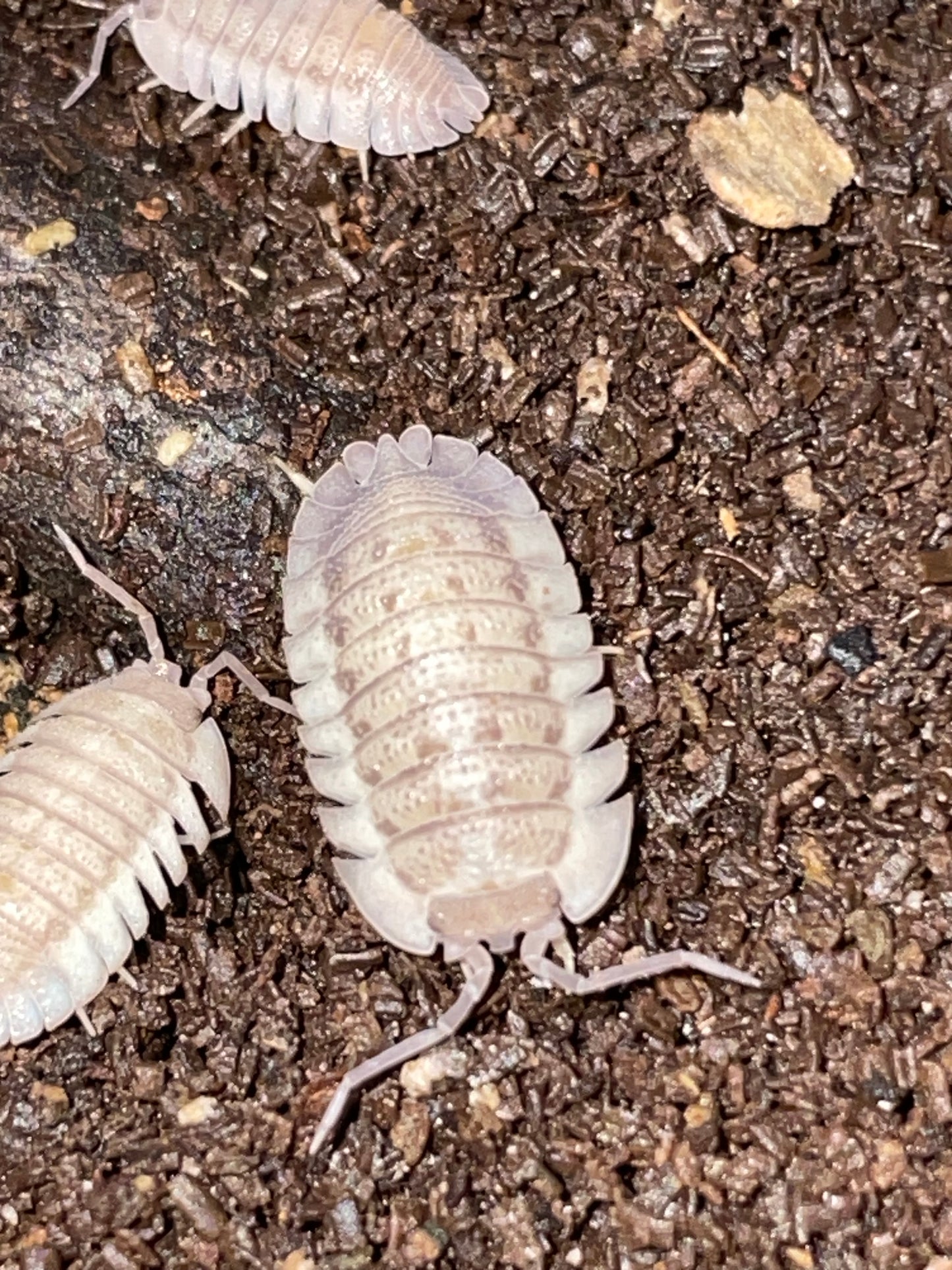 Armadillidium murina