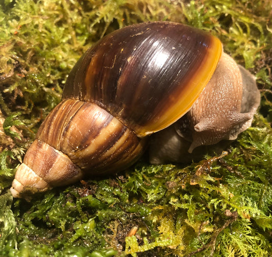 Lissachatina Fulica classique coquille sombre