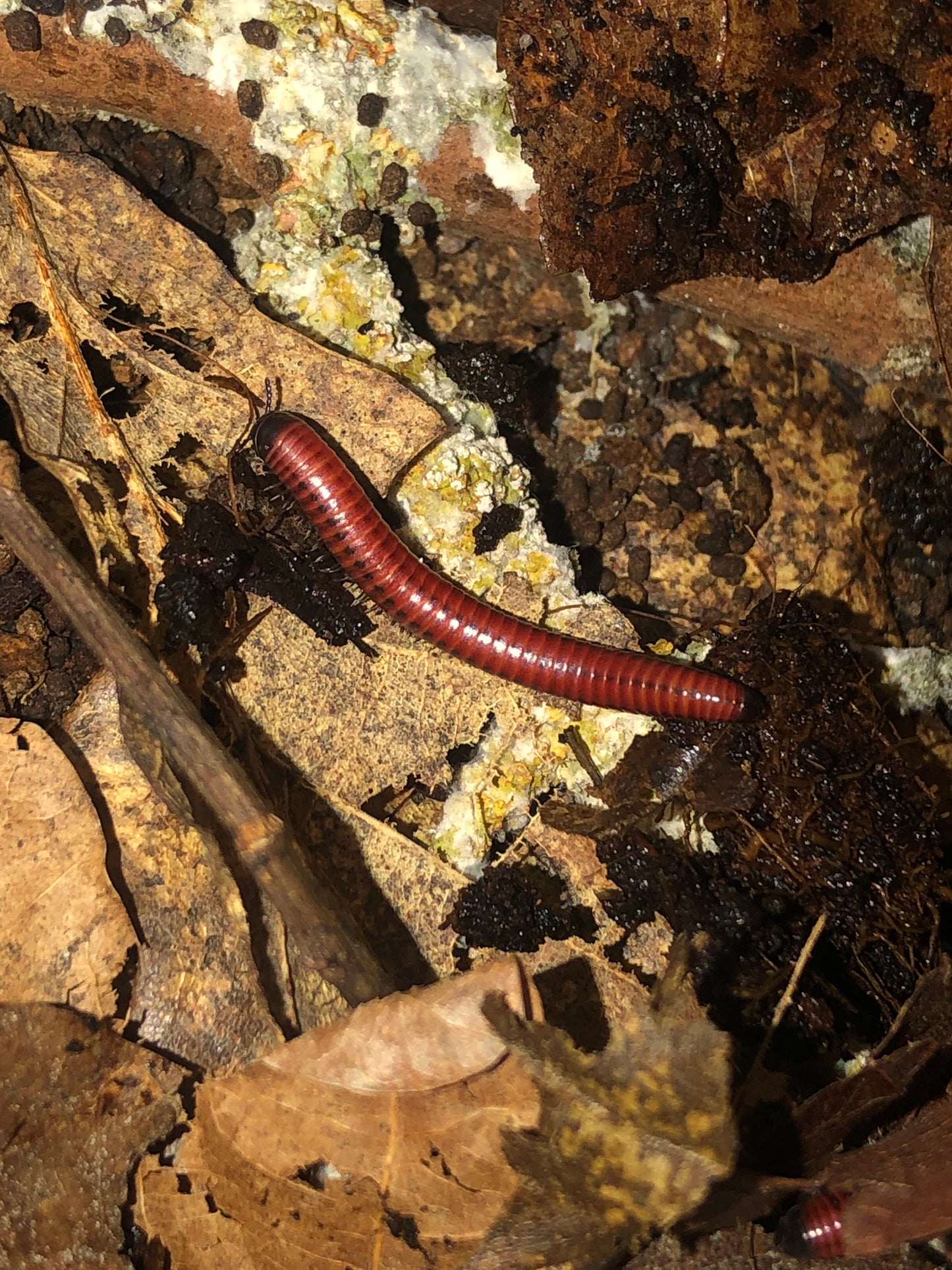 centrobolus  sp mozambique