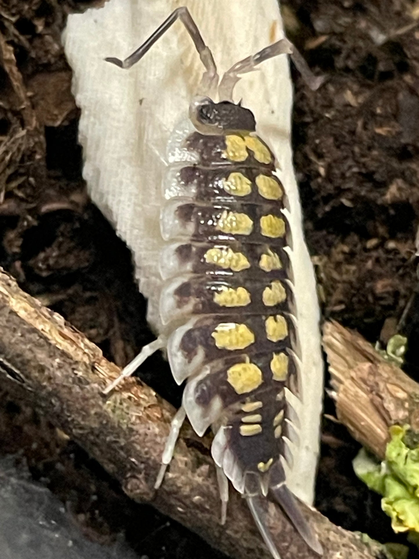 Porcellio Haasi High yellow