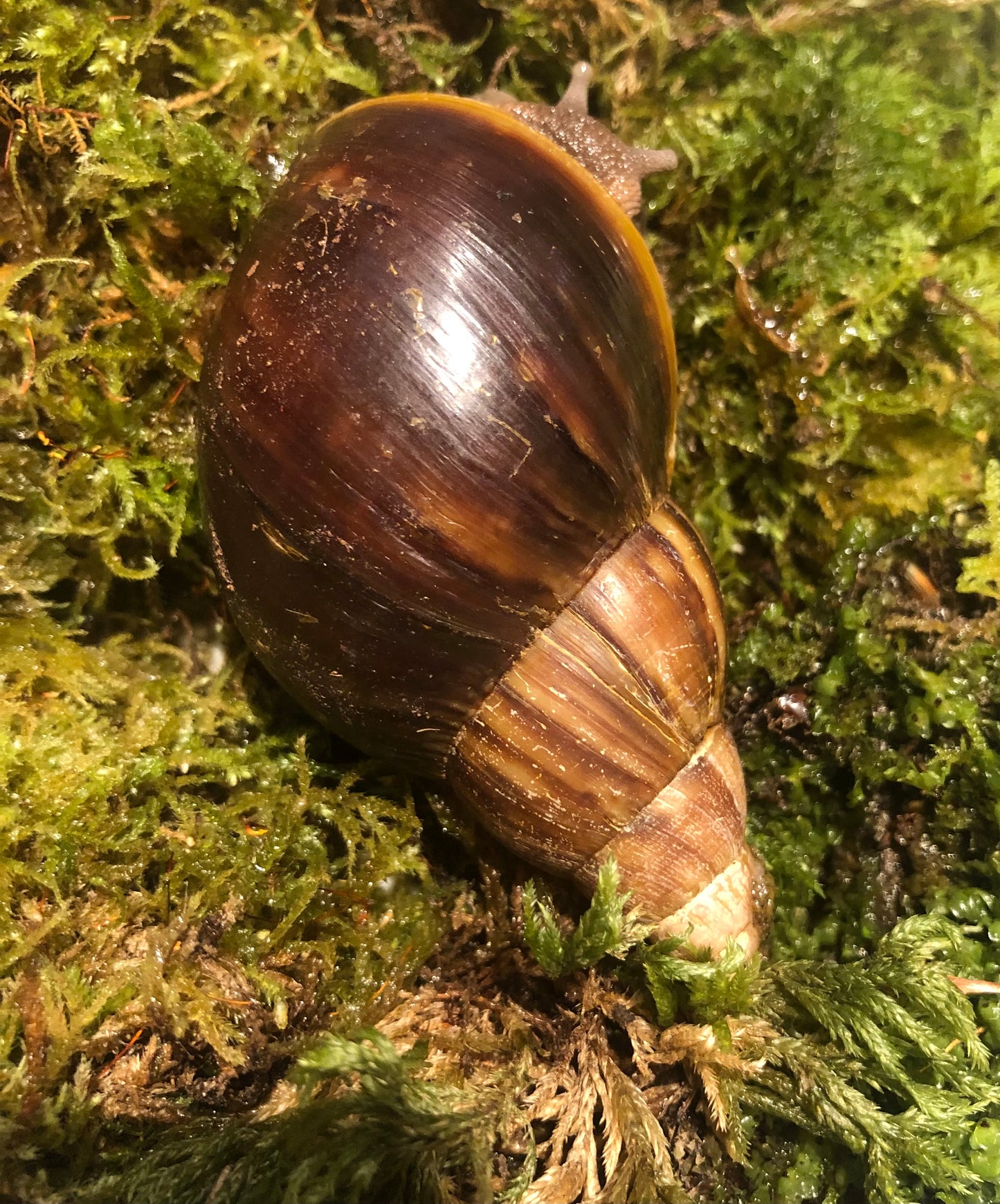 Lissachatina Fulica classique coquille sombre