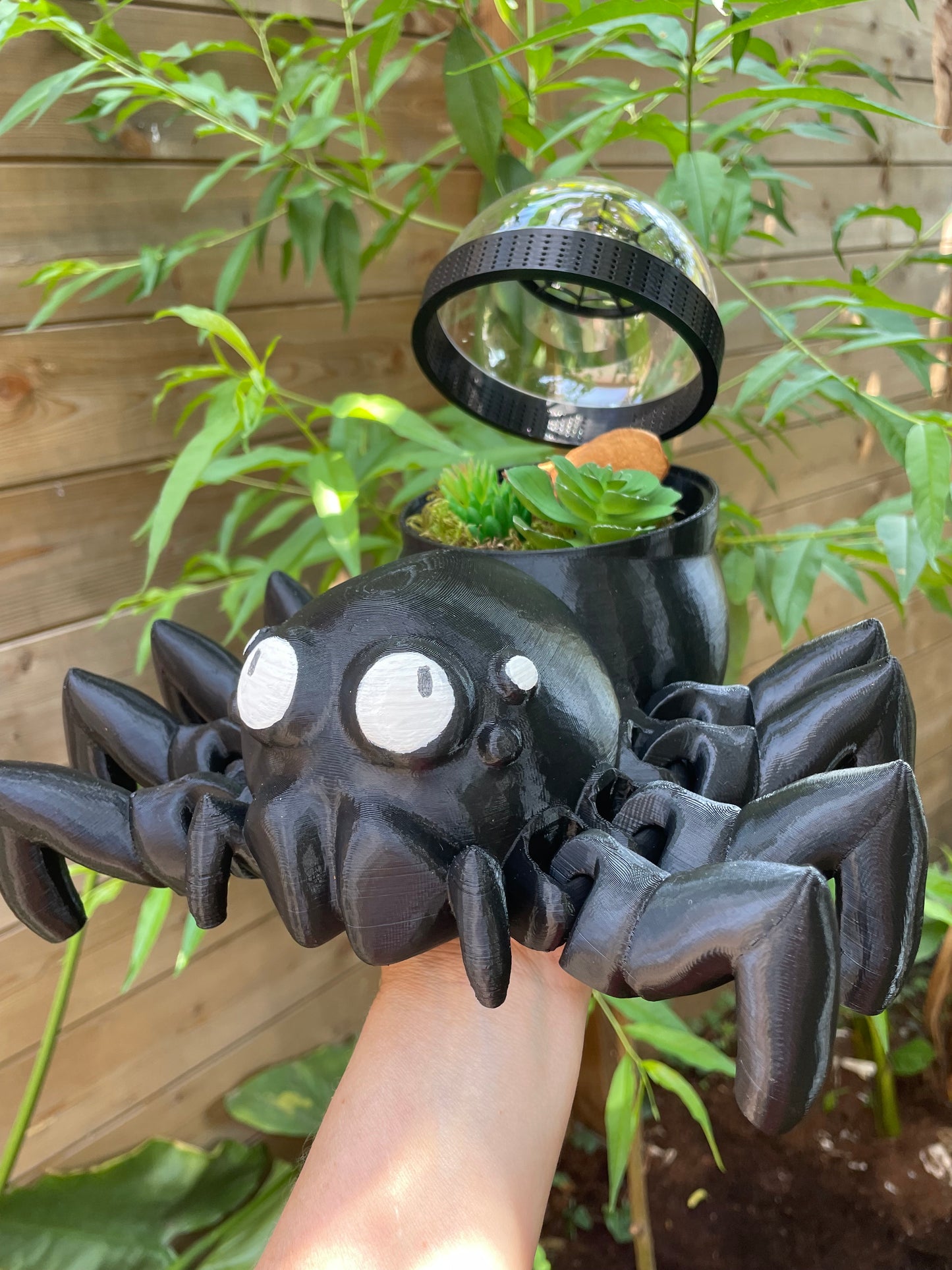 terrarium pour araignée sauteuse