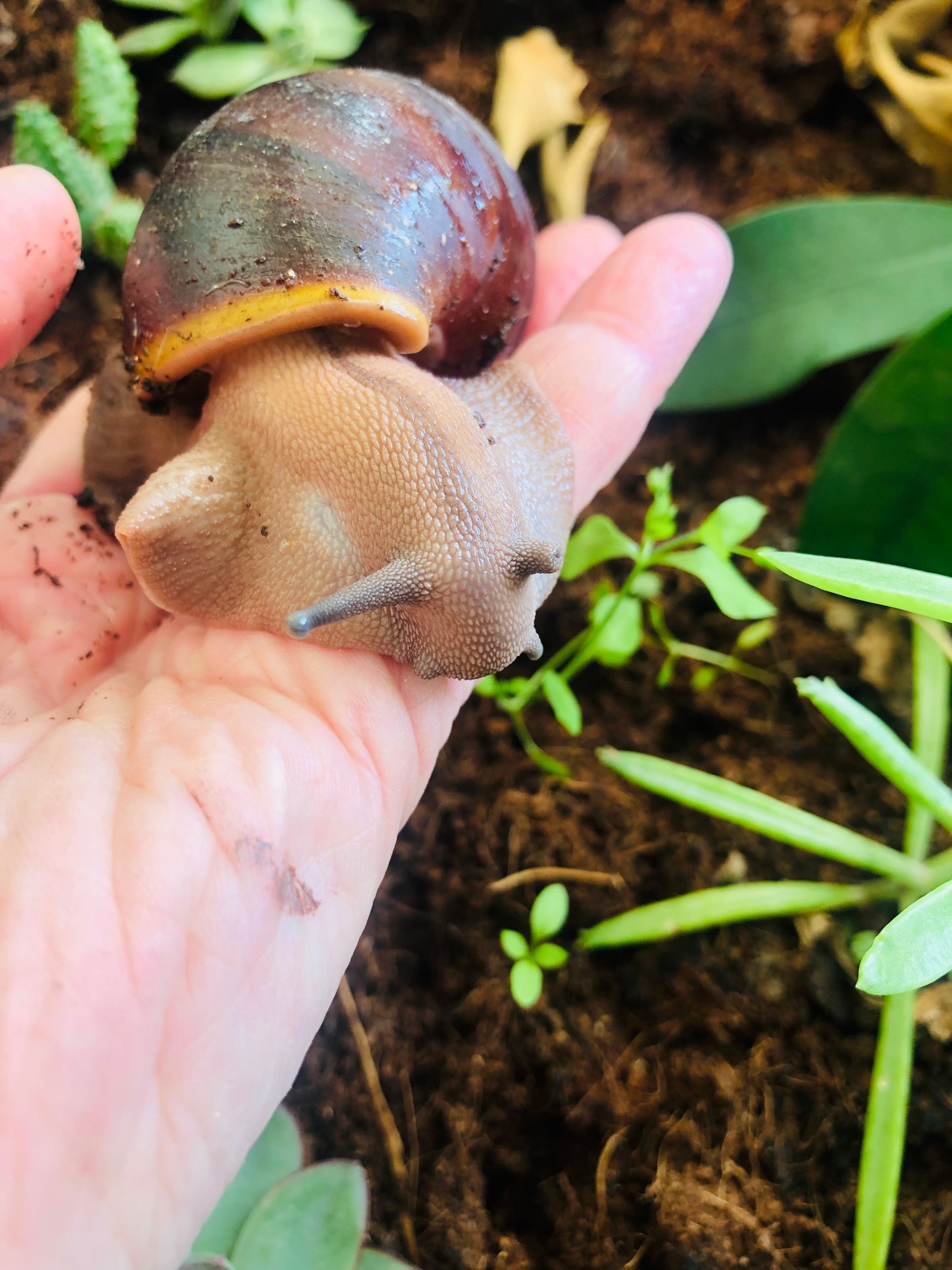 Archachatina Puylaerty pied classique