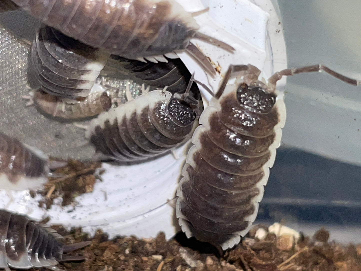 Porcellio Hoffmanseggi