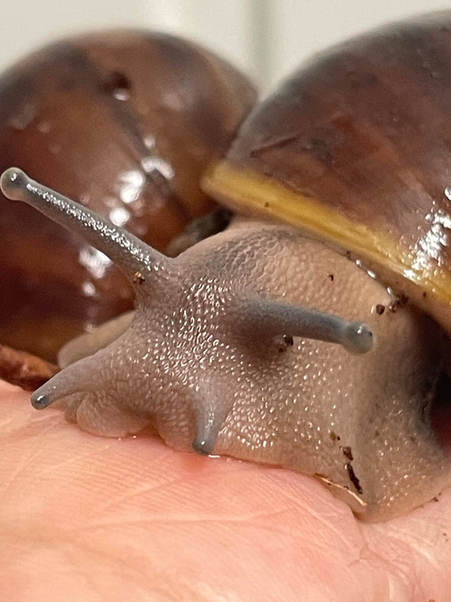 Archachatina Puylaerty pied classique