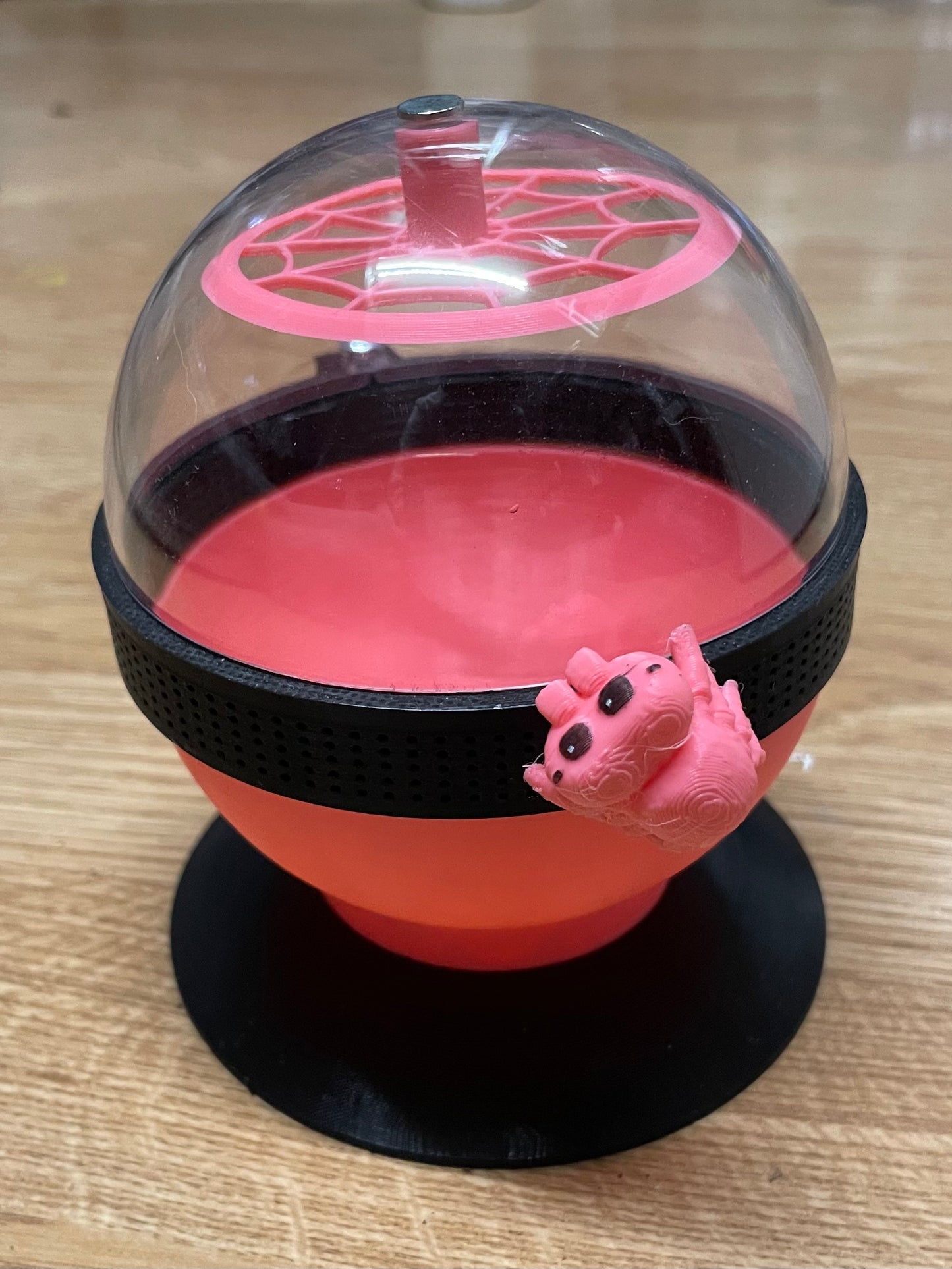 terrarium pour araignée phidippus régius forme boule