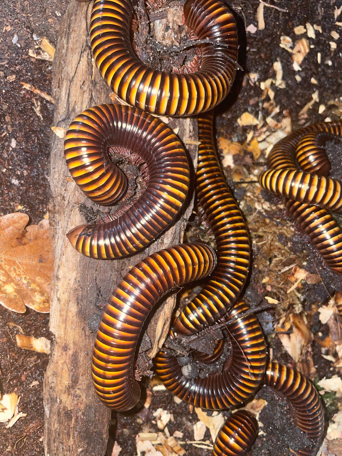 Pelmatojolus tectus