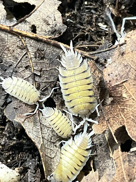 Porcellio Bolivari