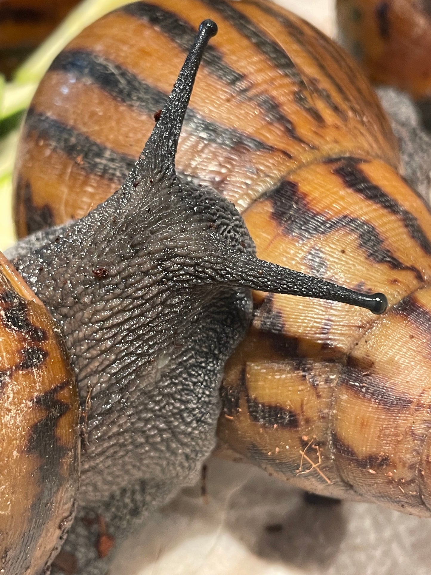 Achatina achatina "gana gana"