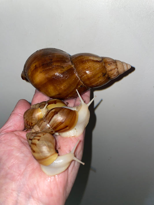 Lissachatina fulica white jade coquille clair