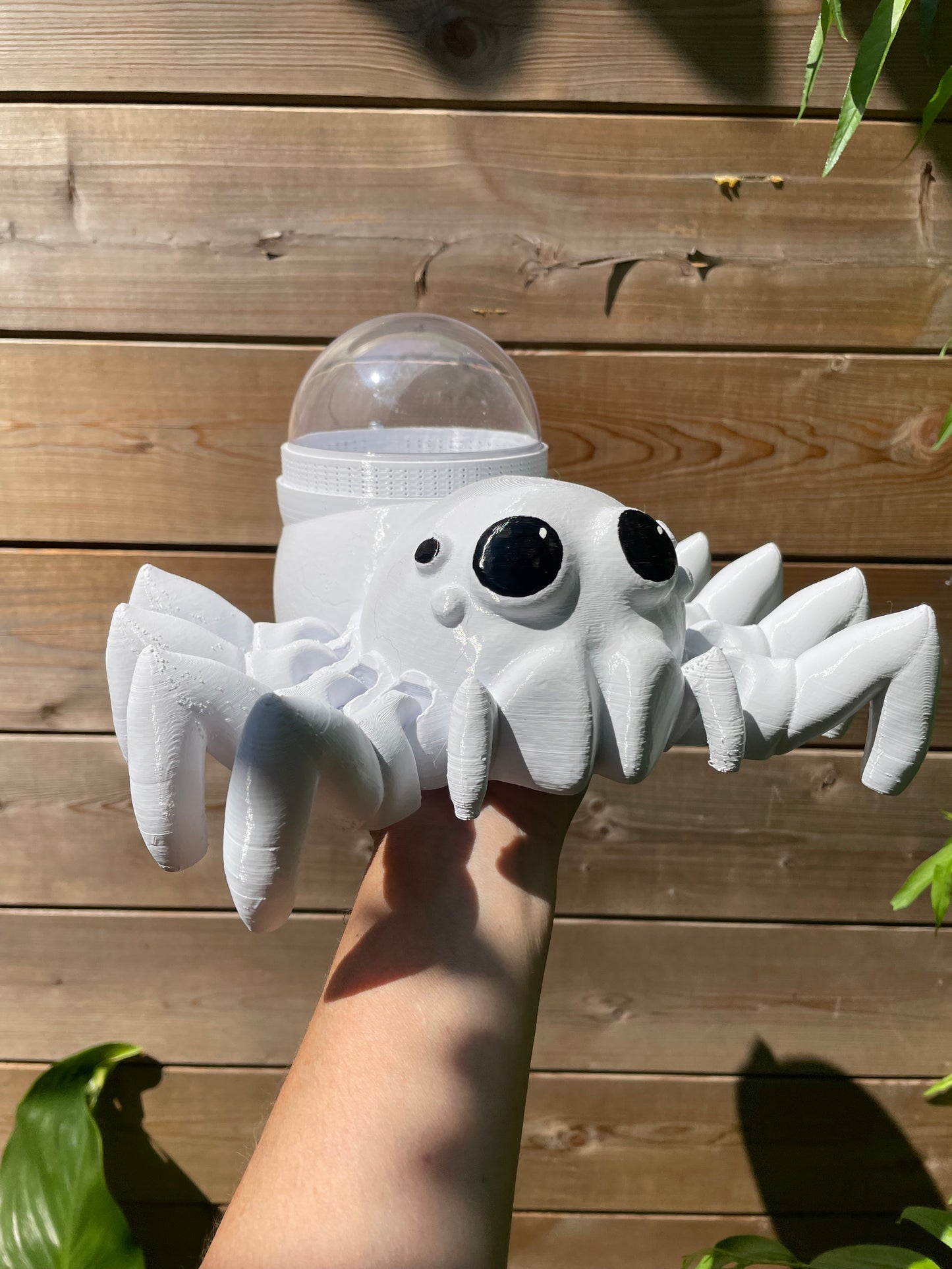 terrarium pour araignée sauteuse