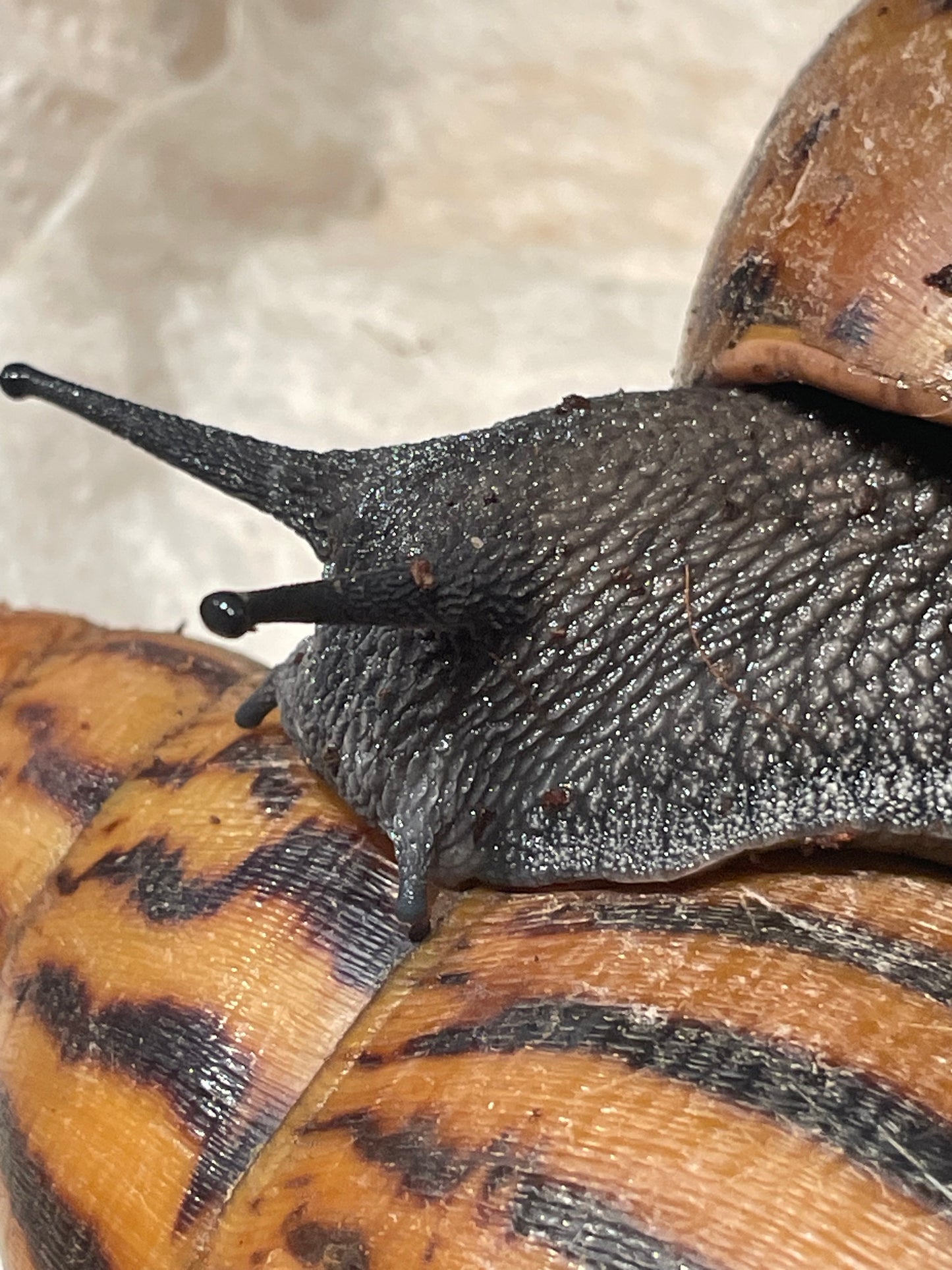 Achatina achatina "gana gana"