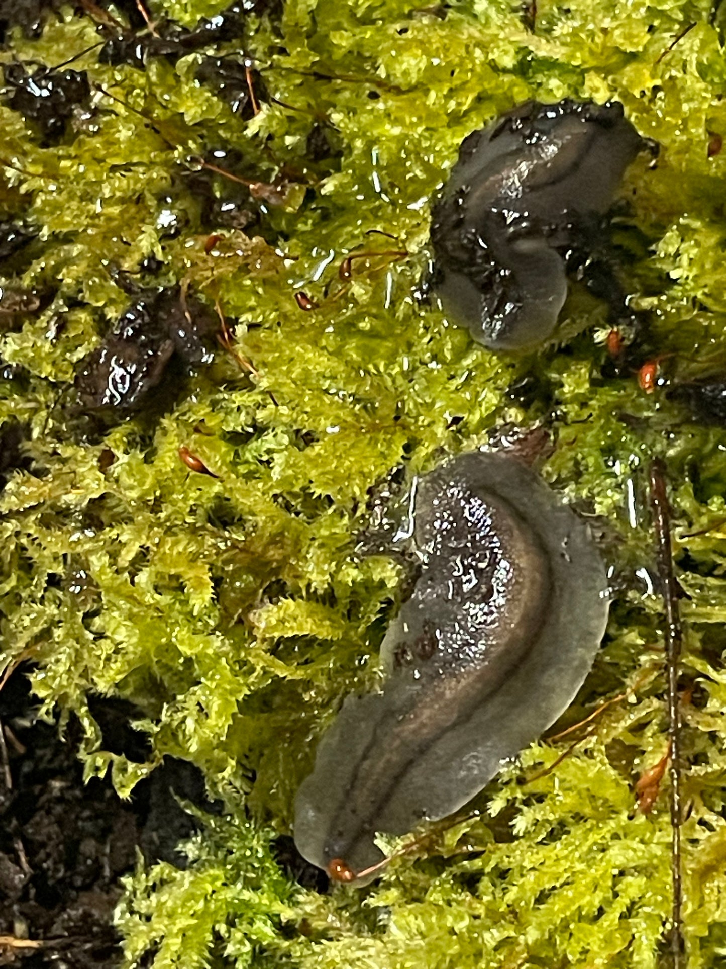 Veronicellia Sloanei