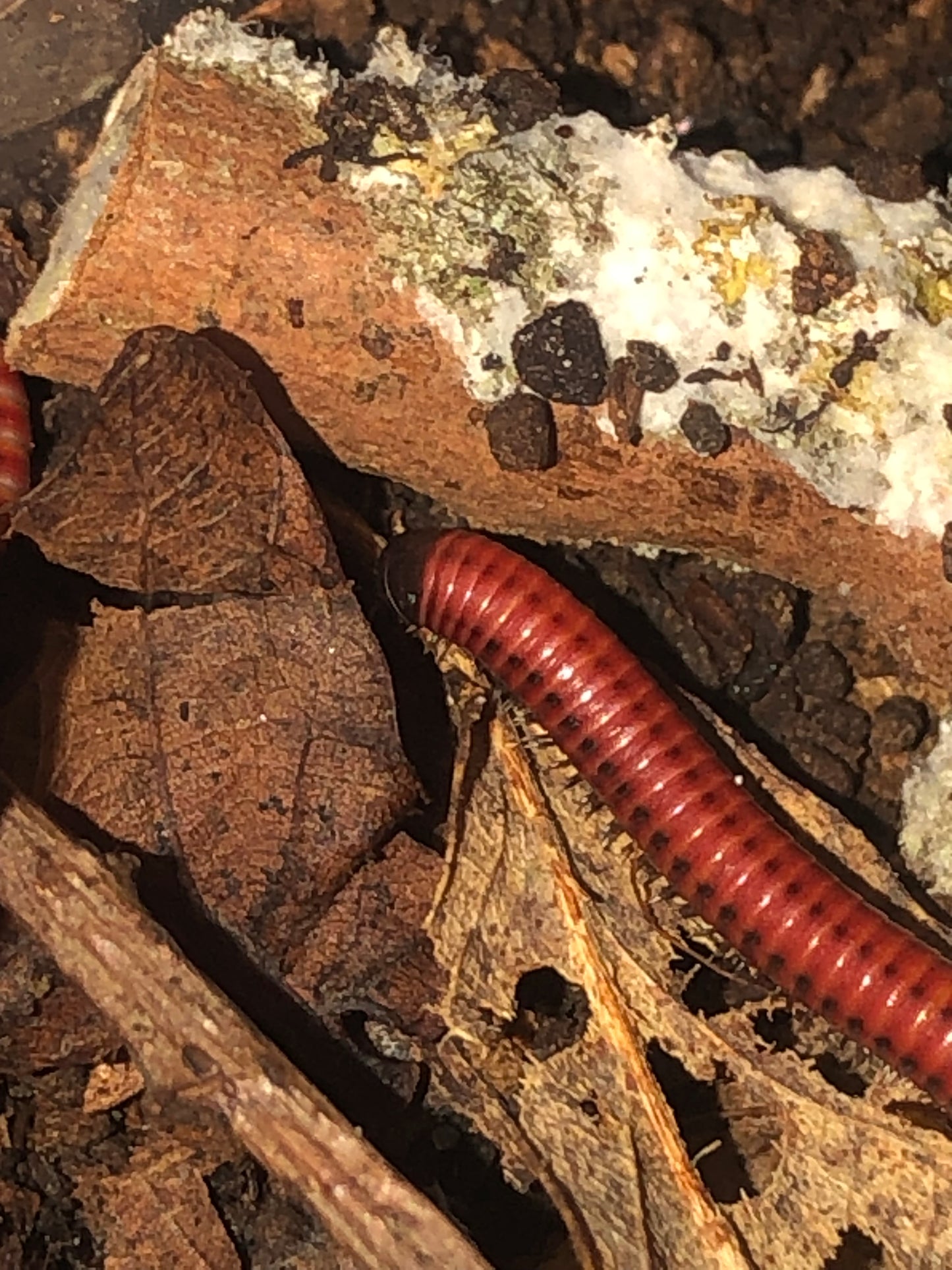 centrobolus  sp mozambique