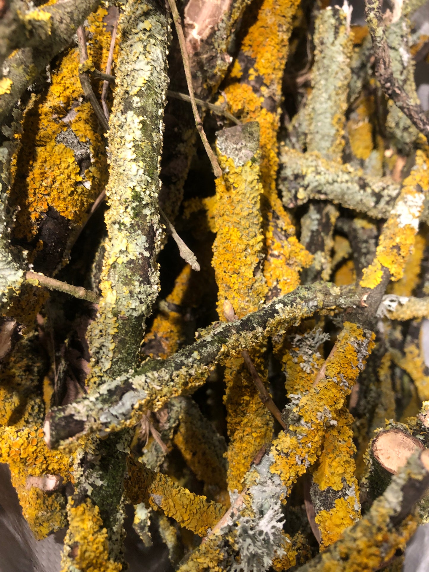 Yellow/green lichen