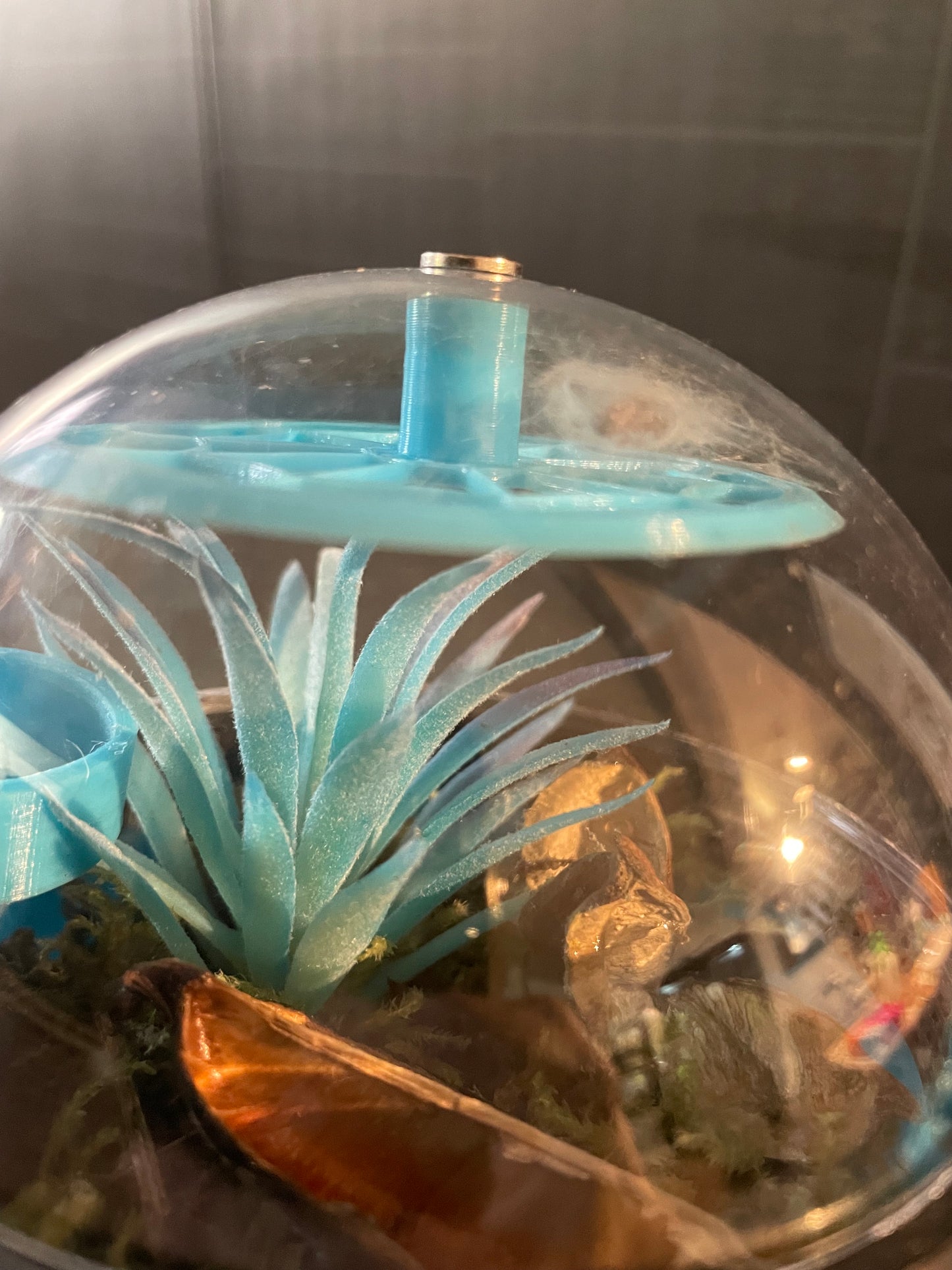terrarium pour araignée phidippus régius forme boule