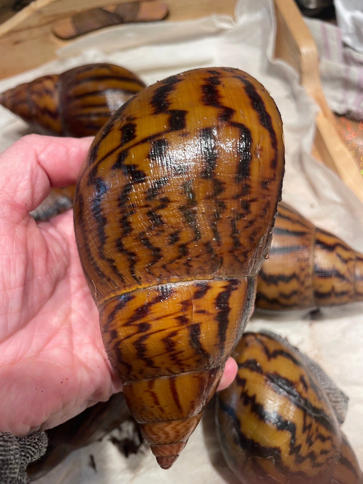 Achatina achatina "gana gana"