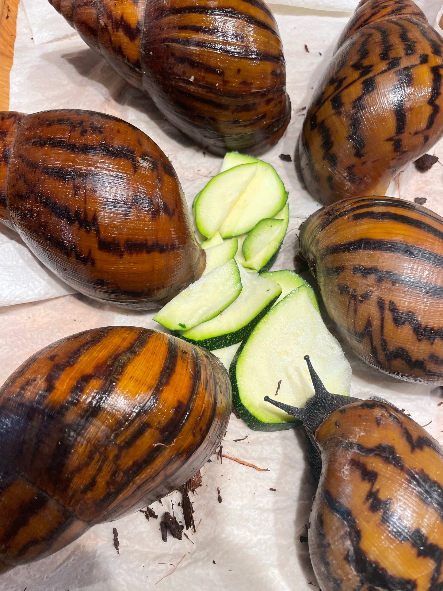 Achatina achatina "gana gana"