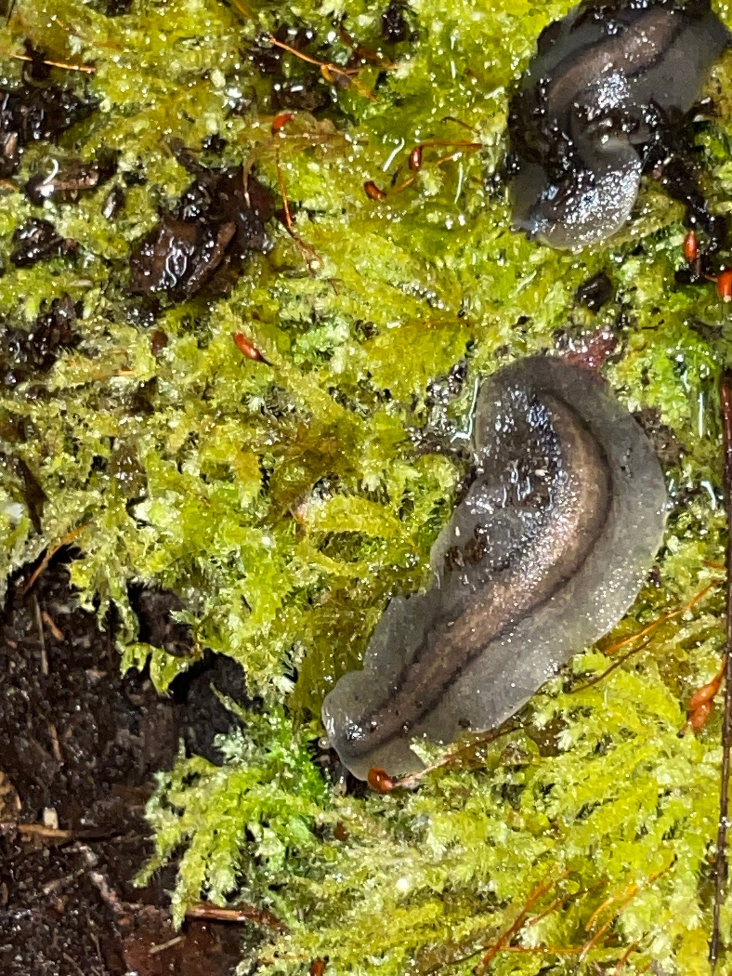 Veronicellia Sloanei