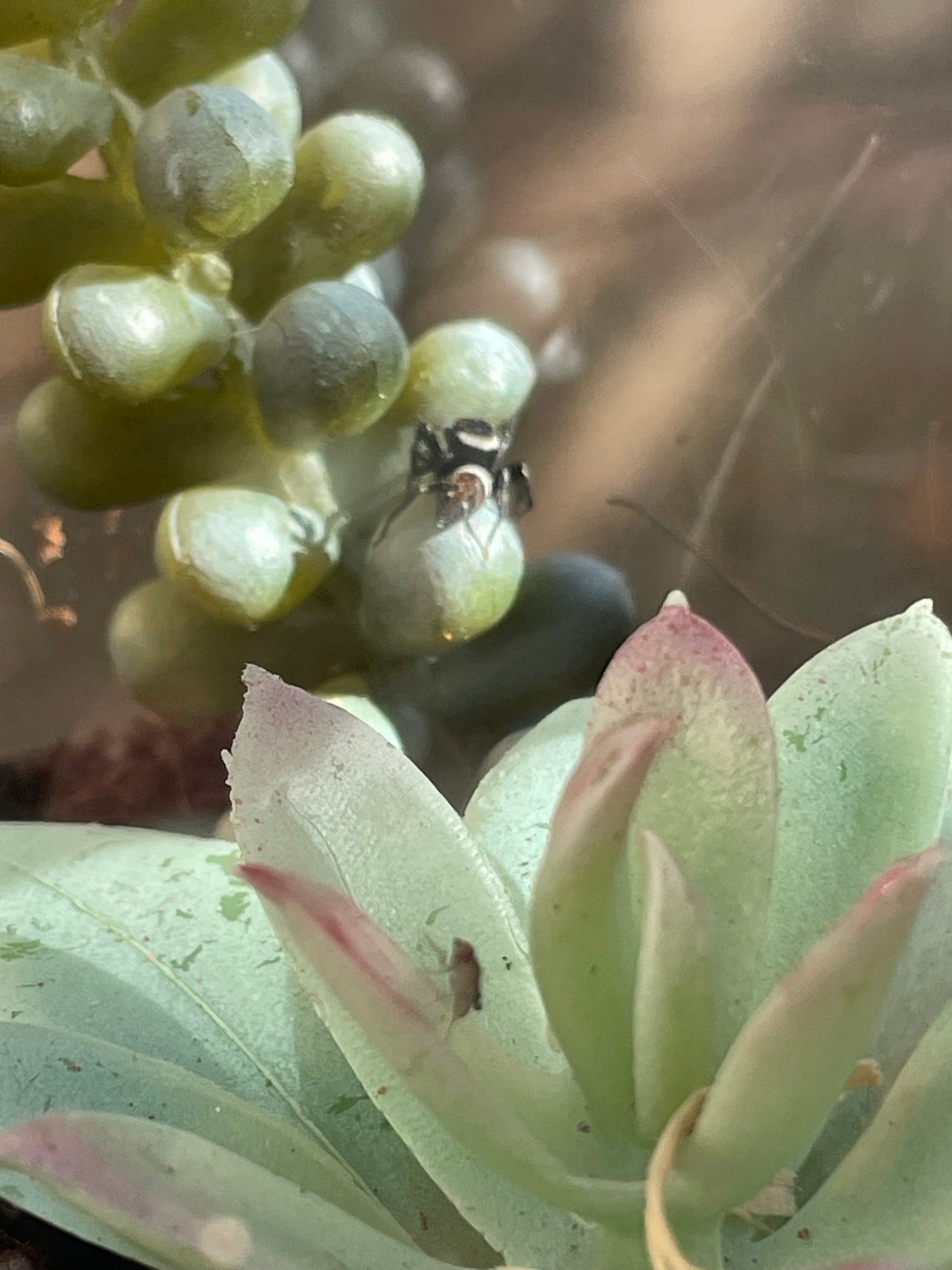 Hasarius adansoni