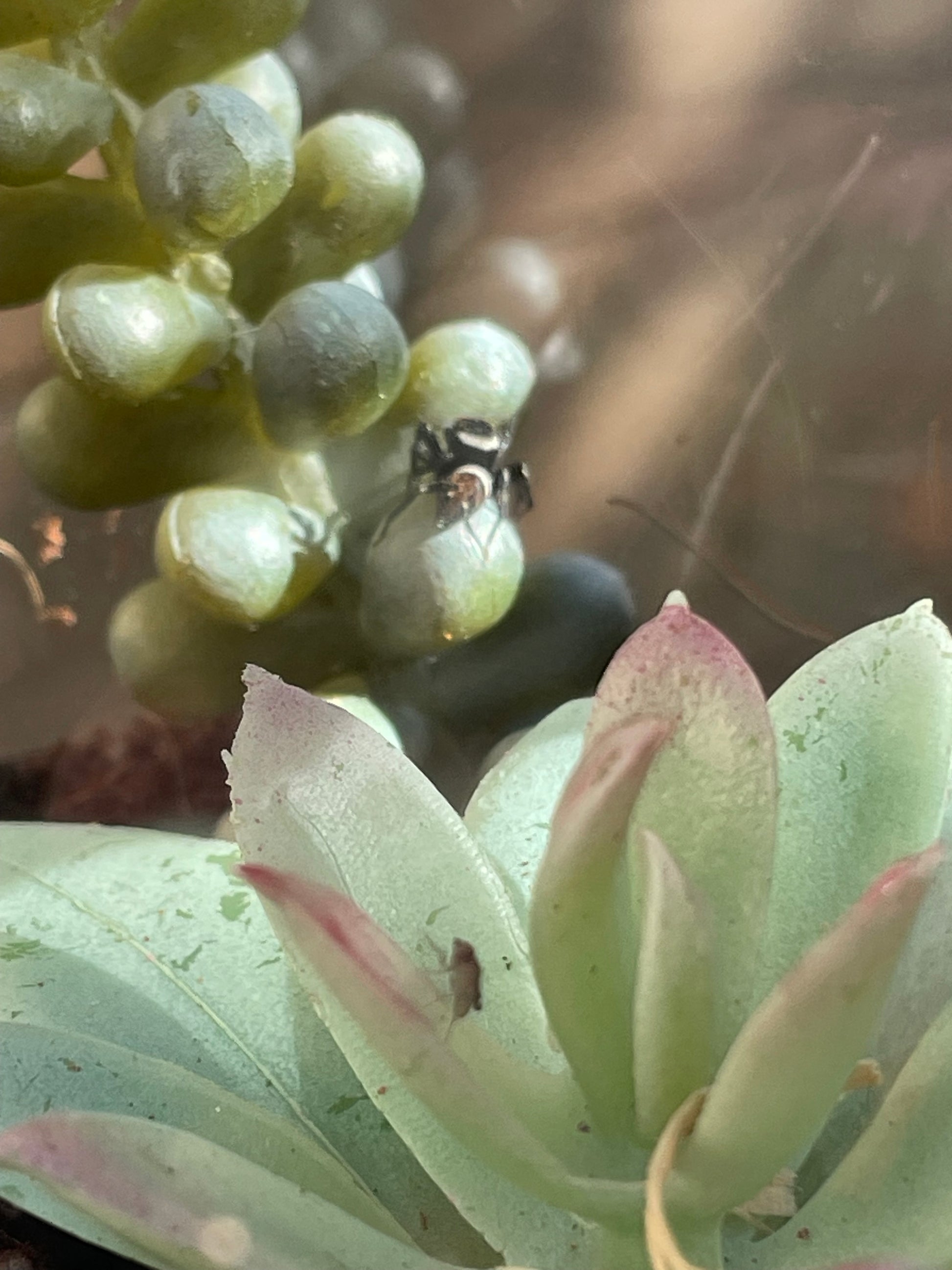 Hasarius adansoni