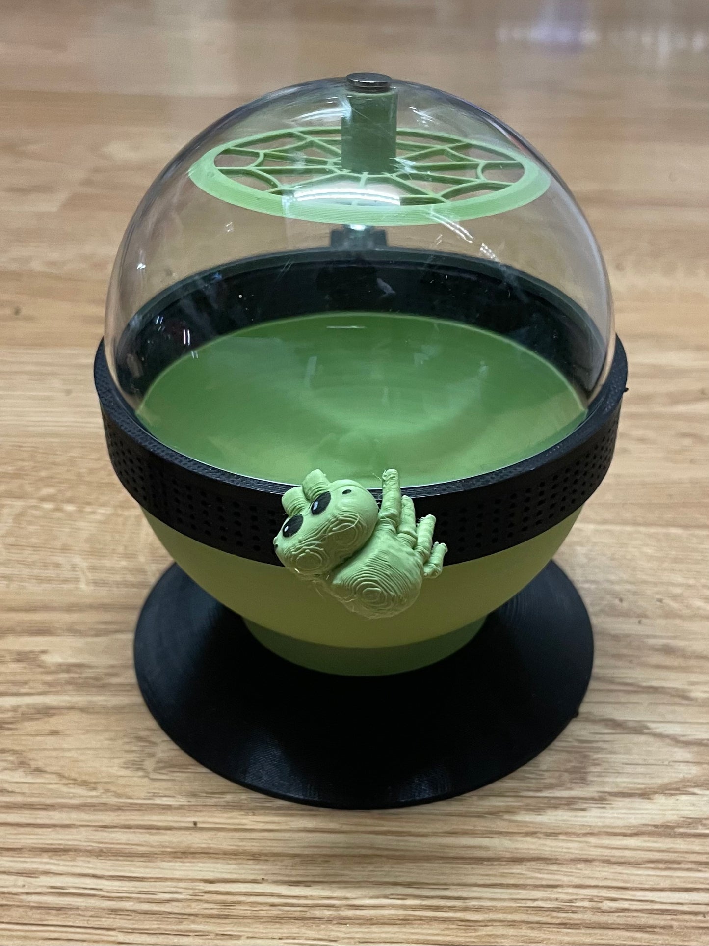 terrarium pour araignée phidippus régius forme boule