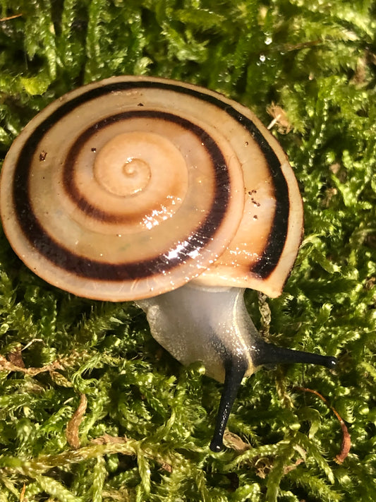 Pleurondon caracolus Sagemon cuba