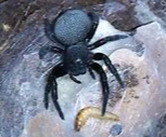 Eresus Walckenaeri (orange ring)