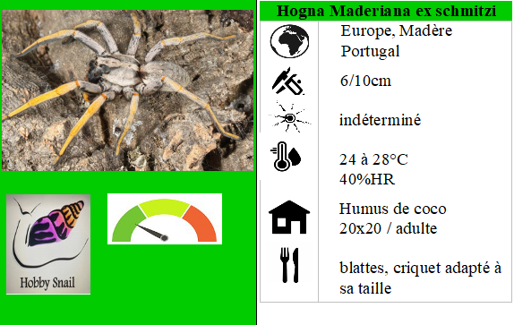 Hogna maderiana spider