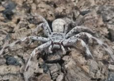 Holconia murrayensis