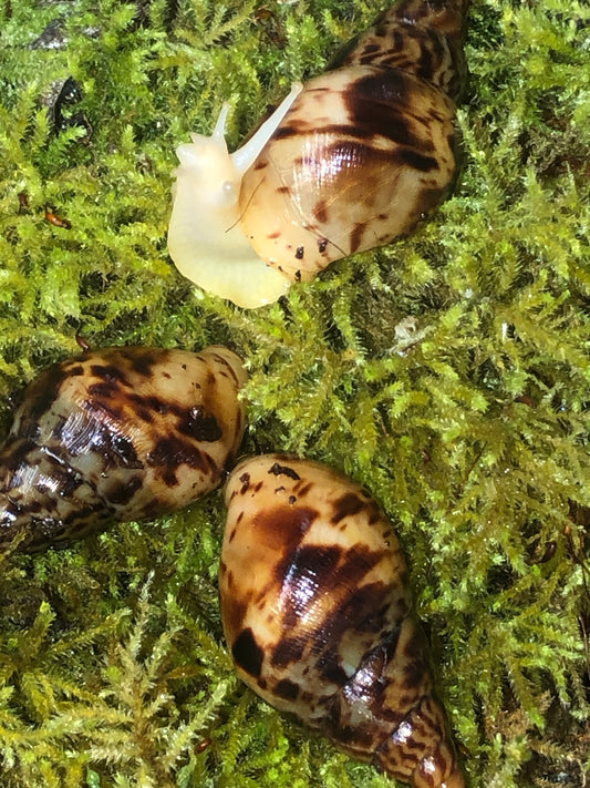 Lissachatina Reticulata Albinos