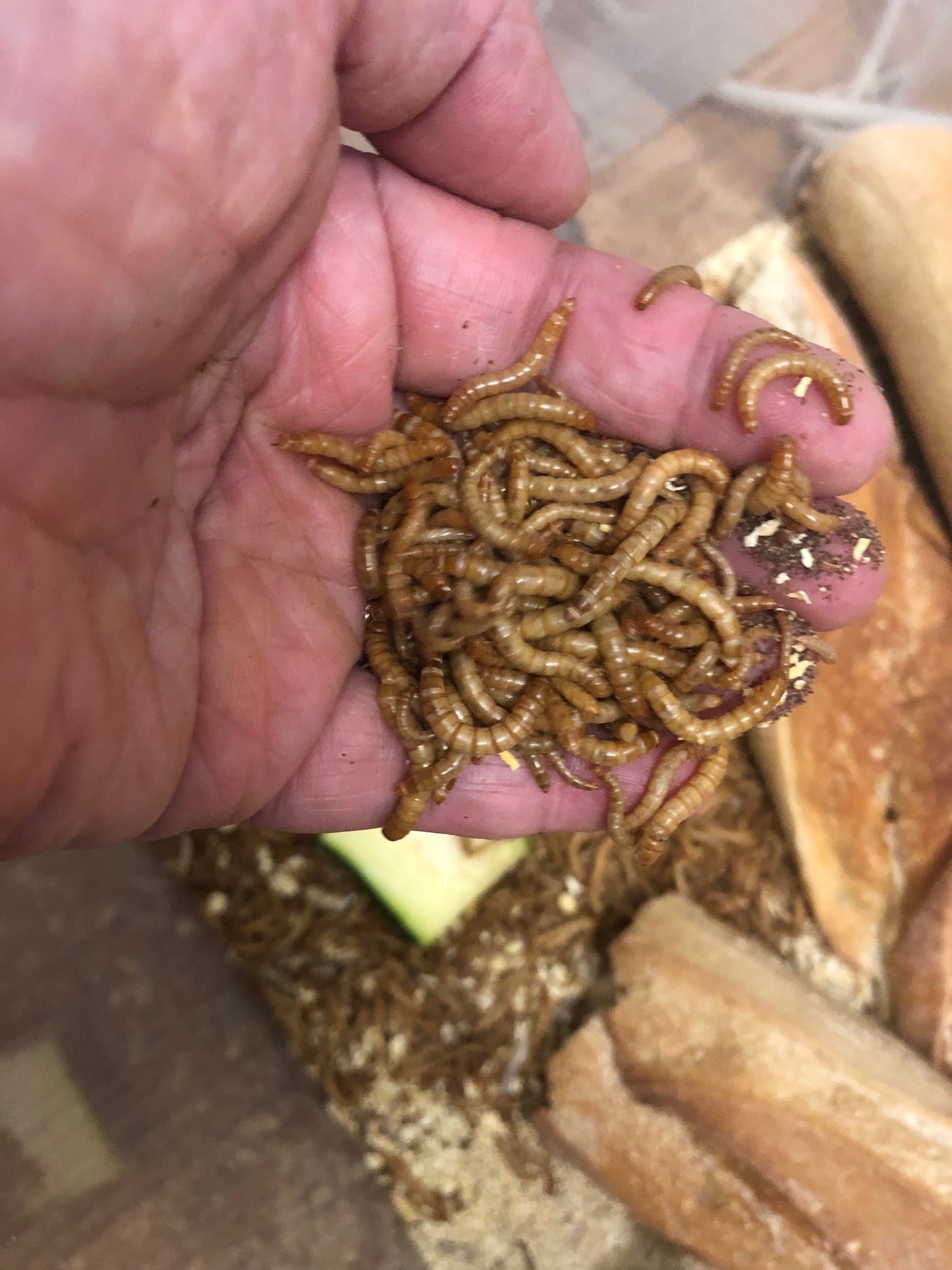 vers de farine vivant – Hobby snail