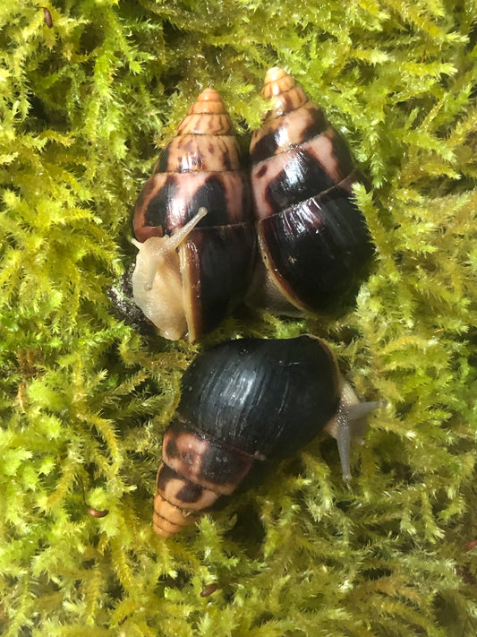 Limicoloria Aurora aethiops pied foncé