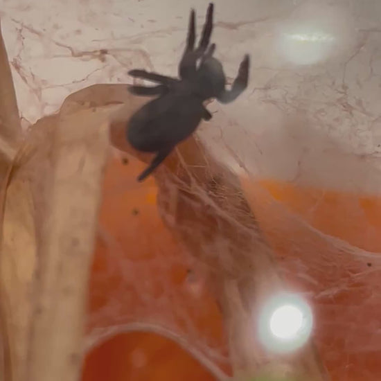 Eresus Walckenaeri (orange ring)