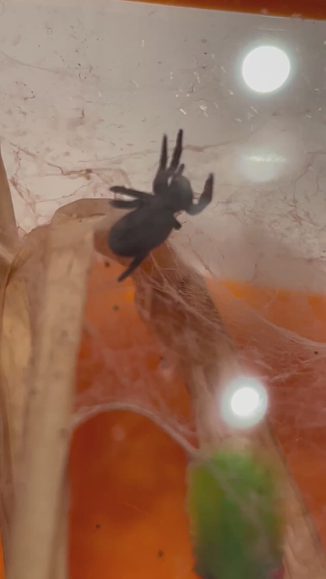 Eresus Walckenaeri (orange ring)