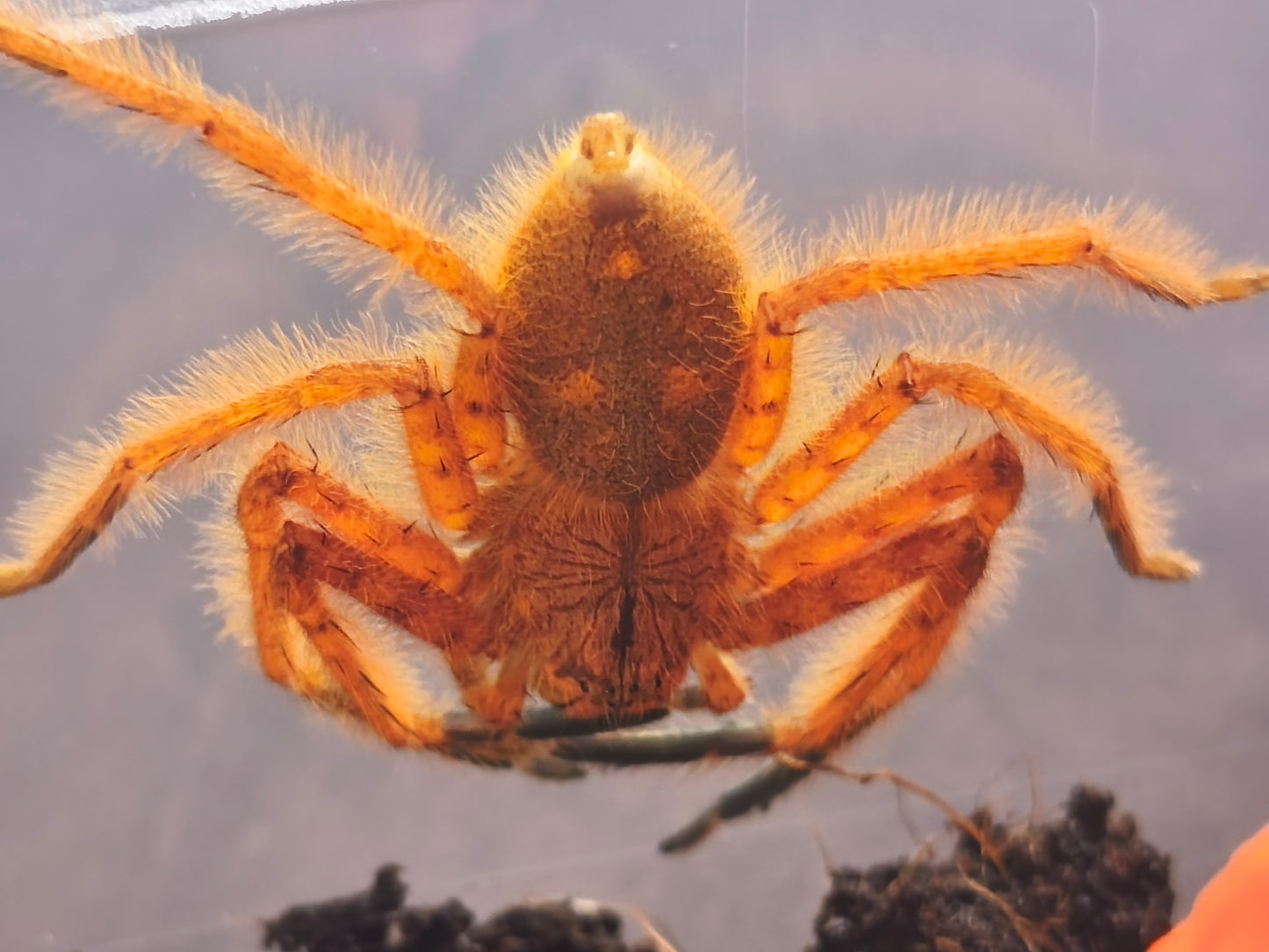 Heteropoda Davidbowie