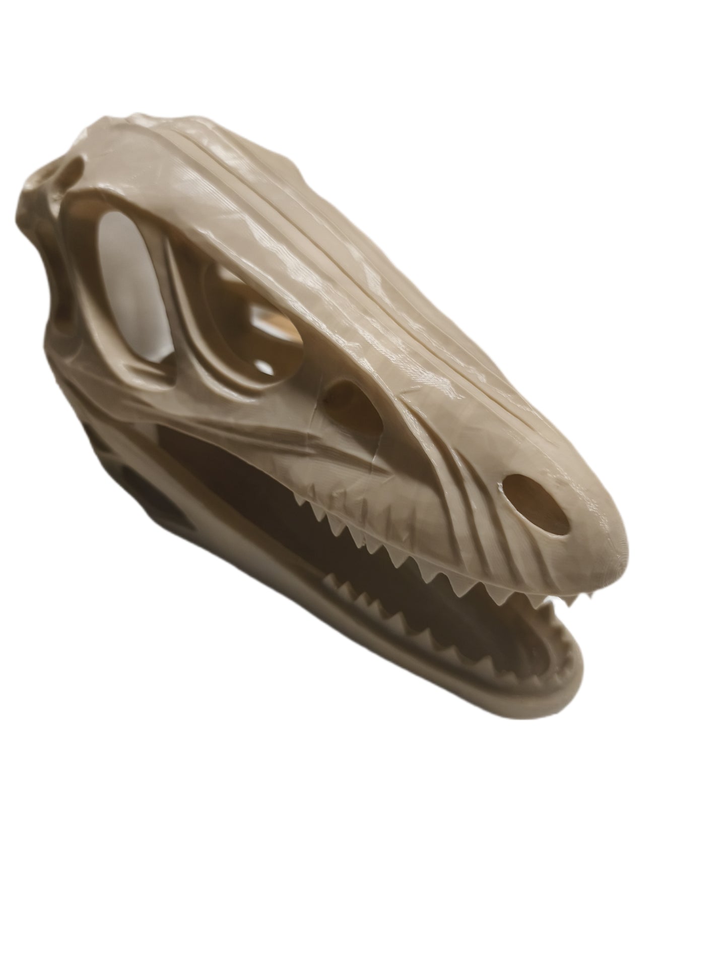 cachette crane de dinosaure vélociraptor