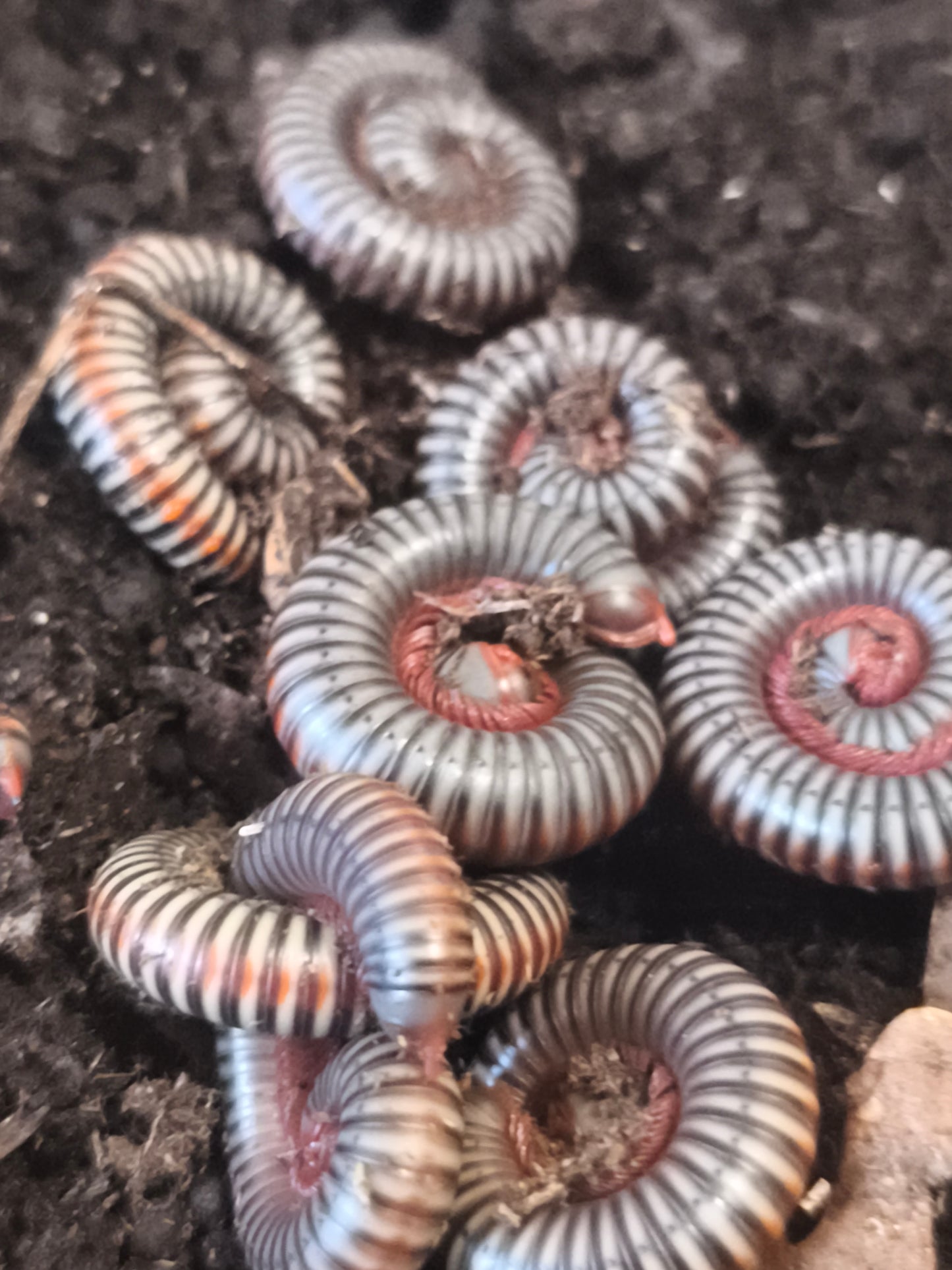 Tokinbolus dolfusi Vietnam