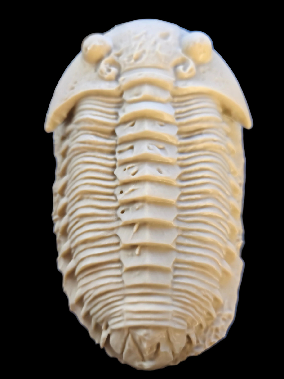décor Trilobite