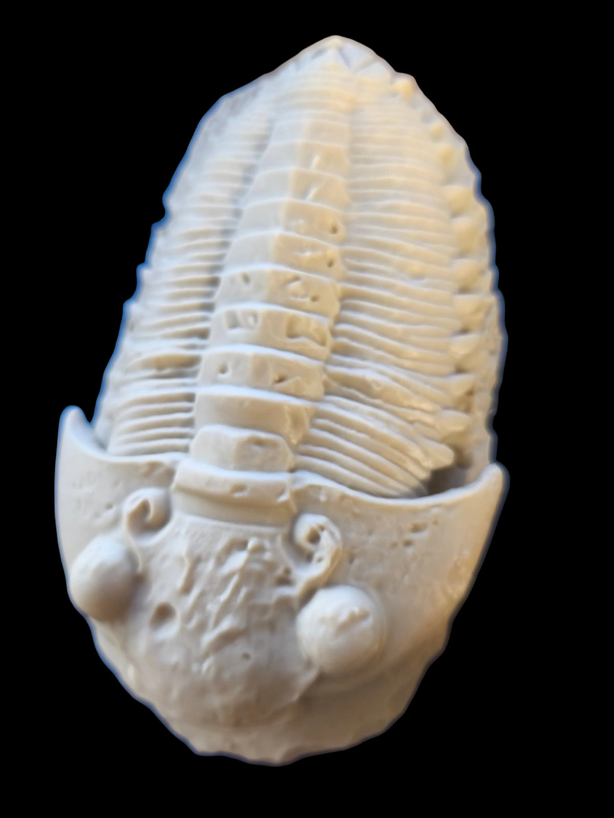 décor Trilobite