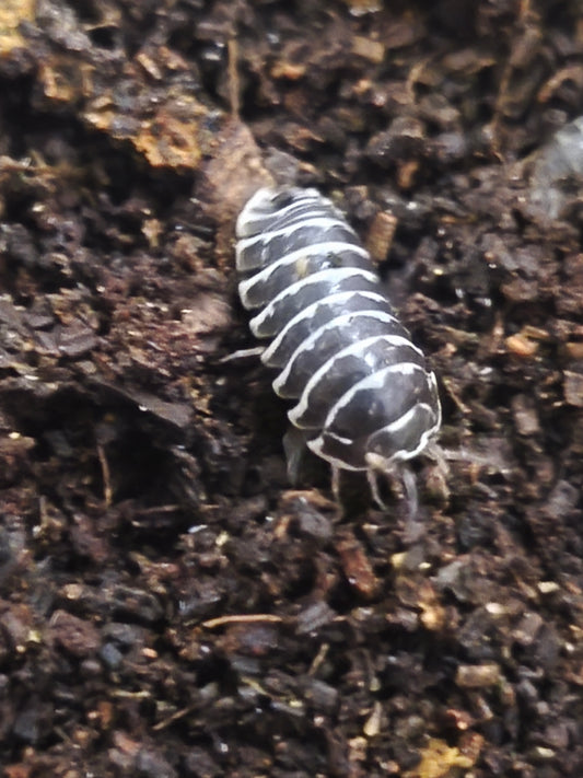 Armadilium Maculatum zébré blanc