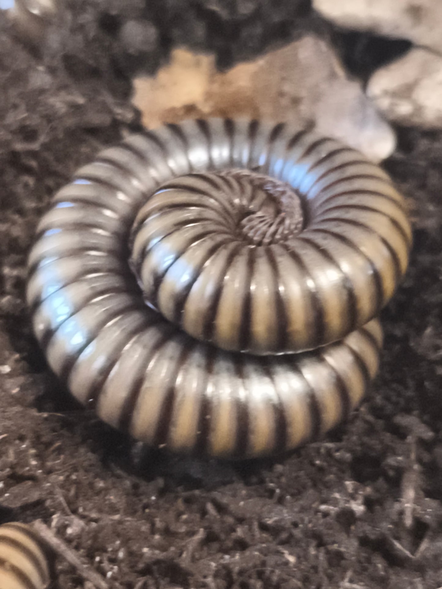 Spirotreptidae green