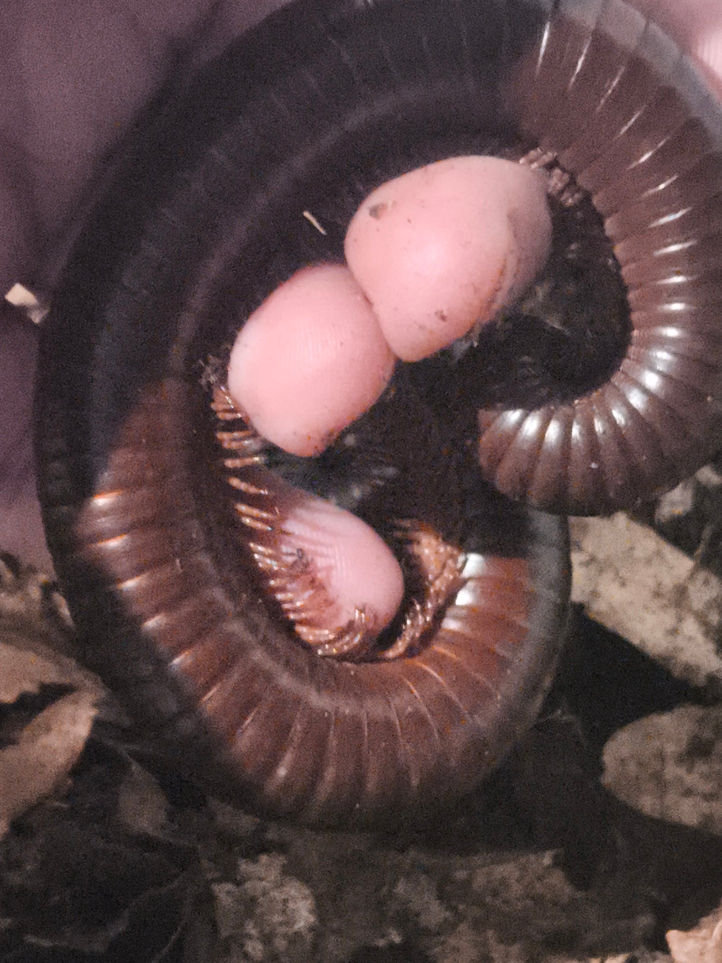 Ophistreptus guinéensis chocolat