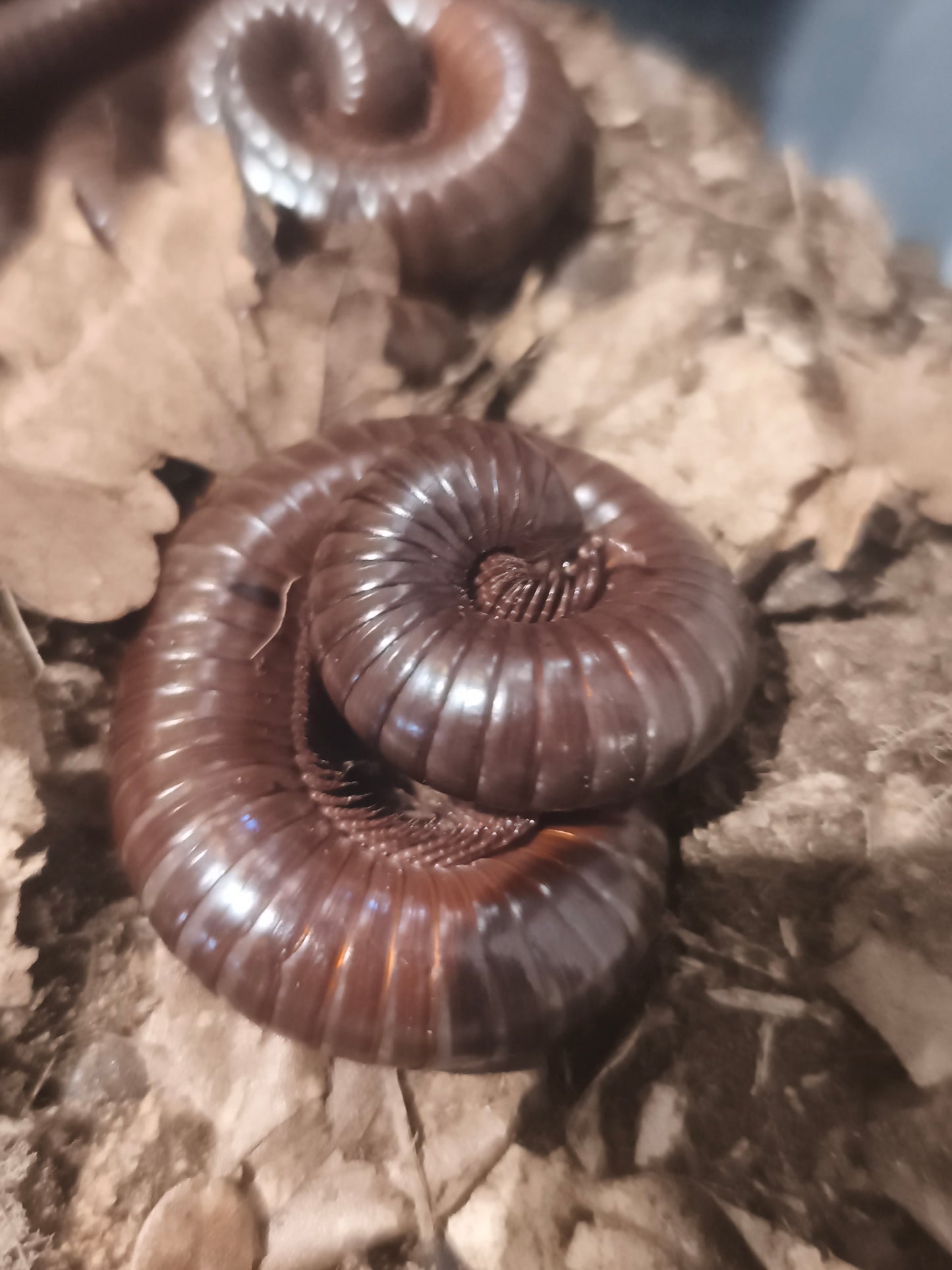 Ophistreptus guinéensis chocolat