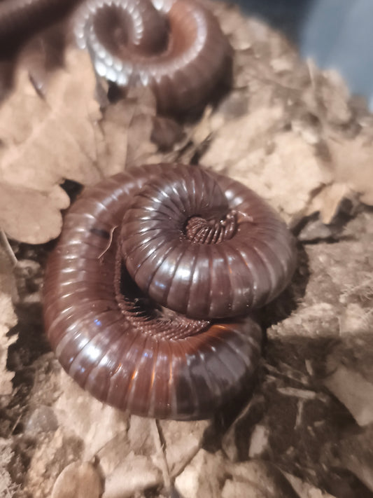 Ophistreptus guinéensis chocolat